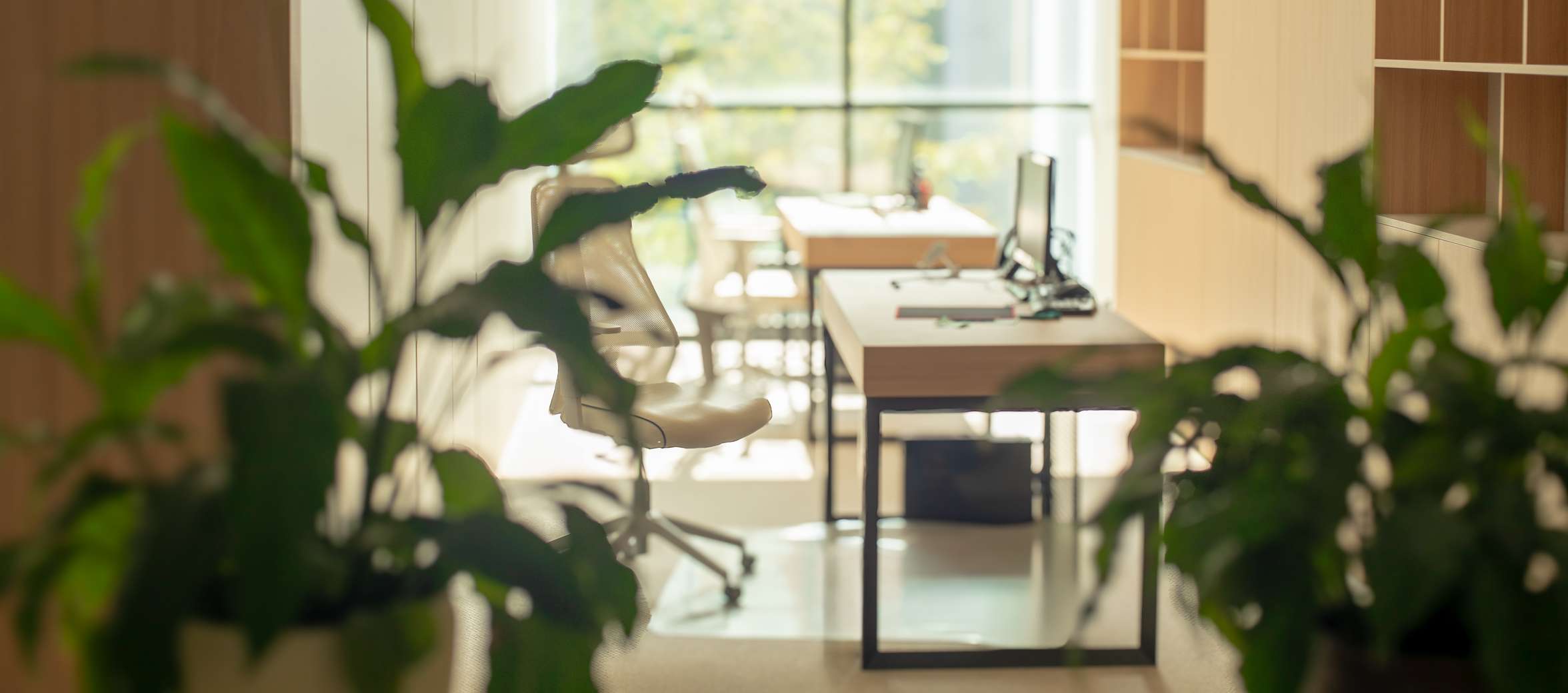 Office Space Plants Modern