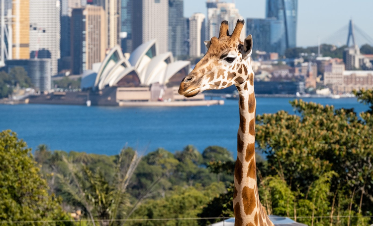 Cushman & Wakefield and What Ability Foundation Partner to Host Free Community Day at Taronga Zoo