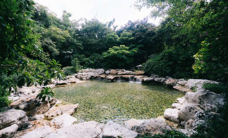 pond in Thailand