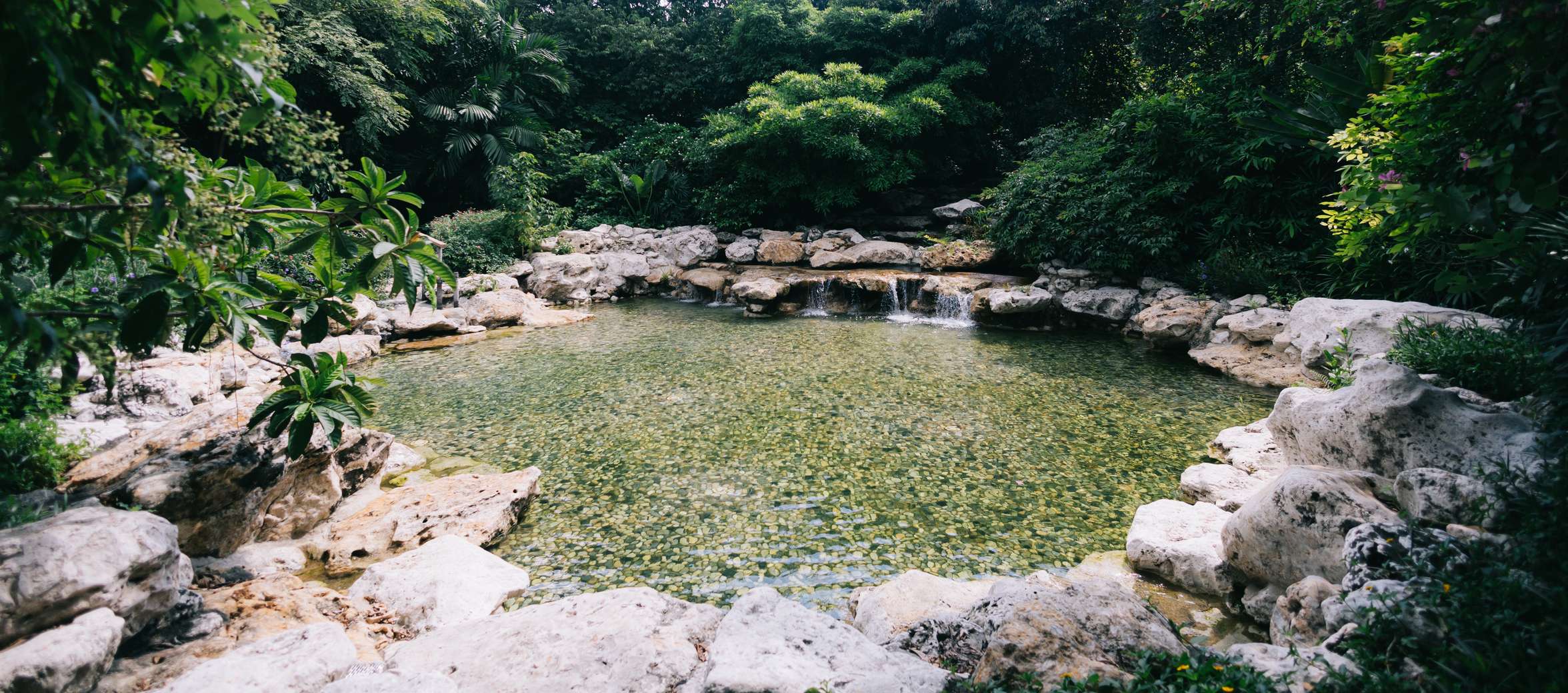 pond in Thailand