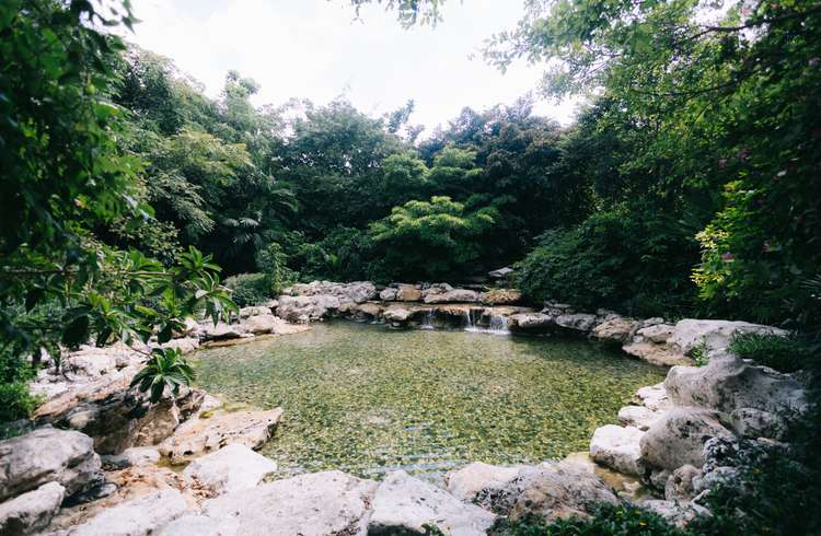 pond in Thailand